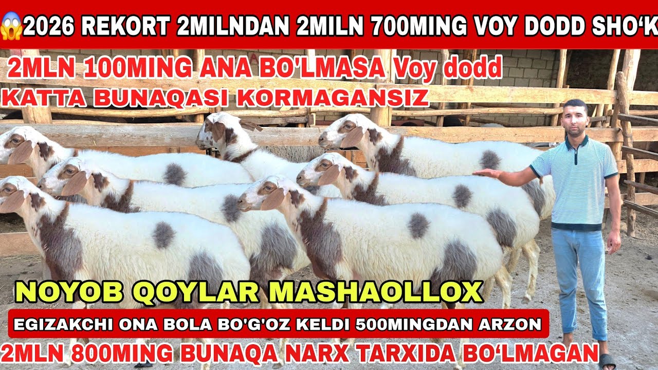 😳Voy 2Milndan 2Miln 700Mingdan Egizakchi Ona Bola 3Miln 400Mingdan Bo’g’oz bunaqasi Tarixda Bo’lmaga