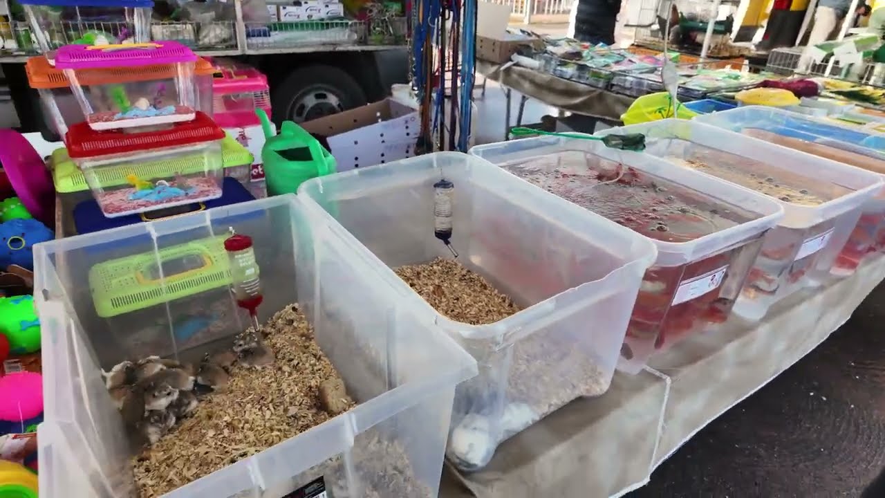 Mercato Fiera di Osteria Nuova Un Viaggio tra Animali e Mercato