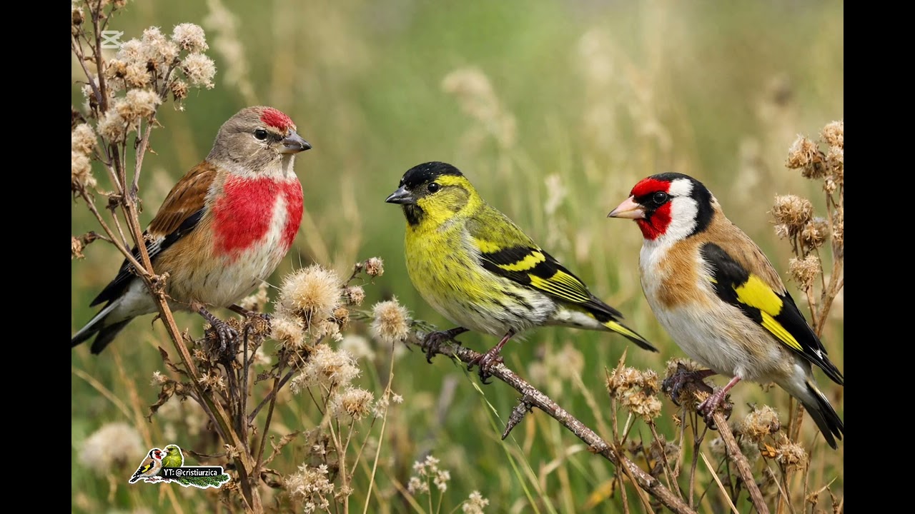 Linnet song with siskin and Goldfinch în background 