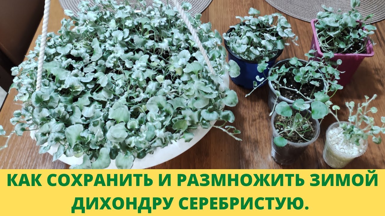 Плохо зимует и размножается Дихондра серебристая? Посмотрите это видео. 100% результат. Без потерь.