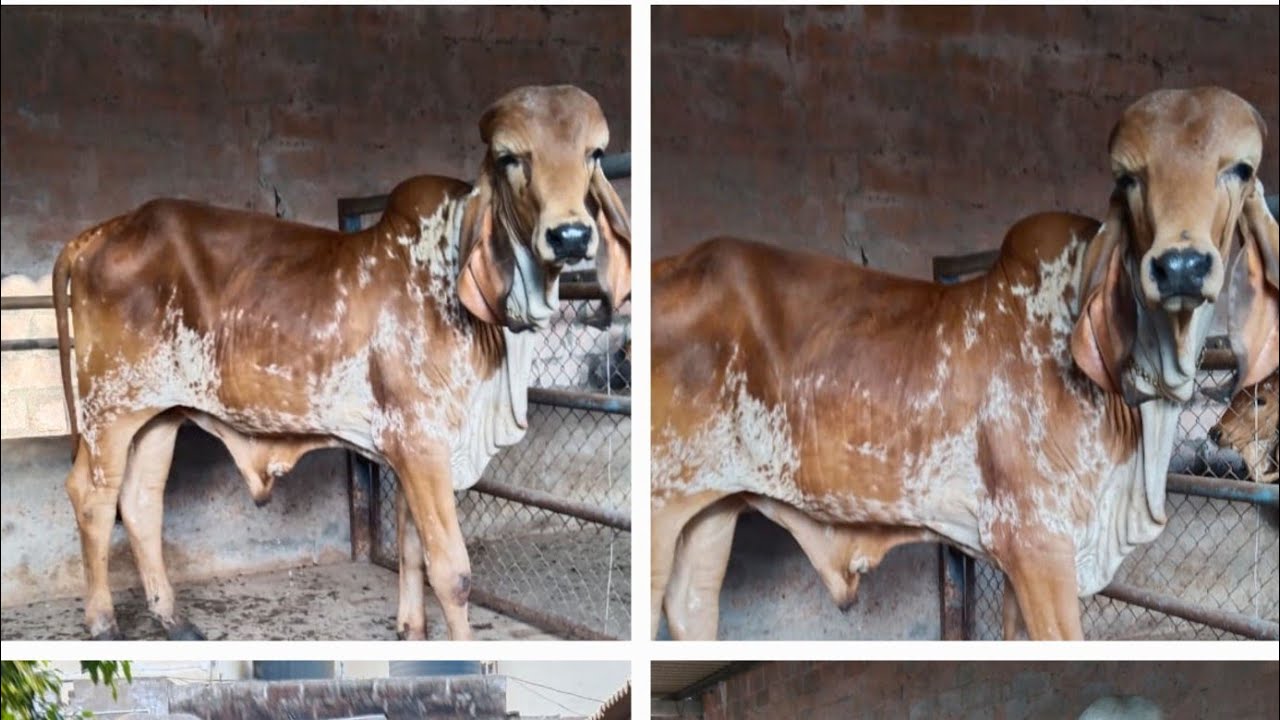 😱अमर बुल के करोड़ों के रिजल्ट 😱😱 देखे आज तक का सबसे महत्वपूर्ण वीडियो 9887867098