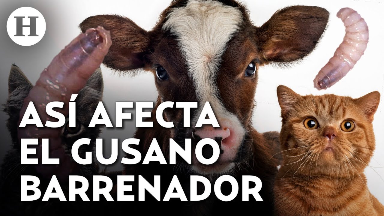 Gusano barrenador literalmente taladra a los animales, explica veterinaria el peligro de esta plaga