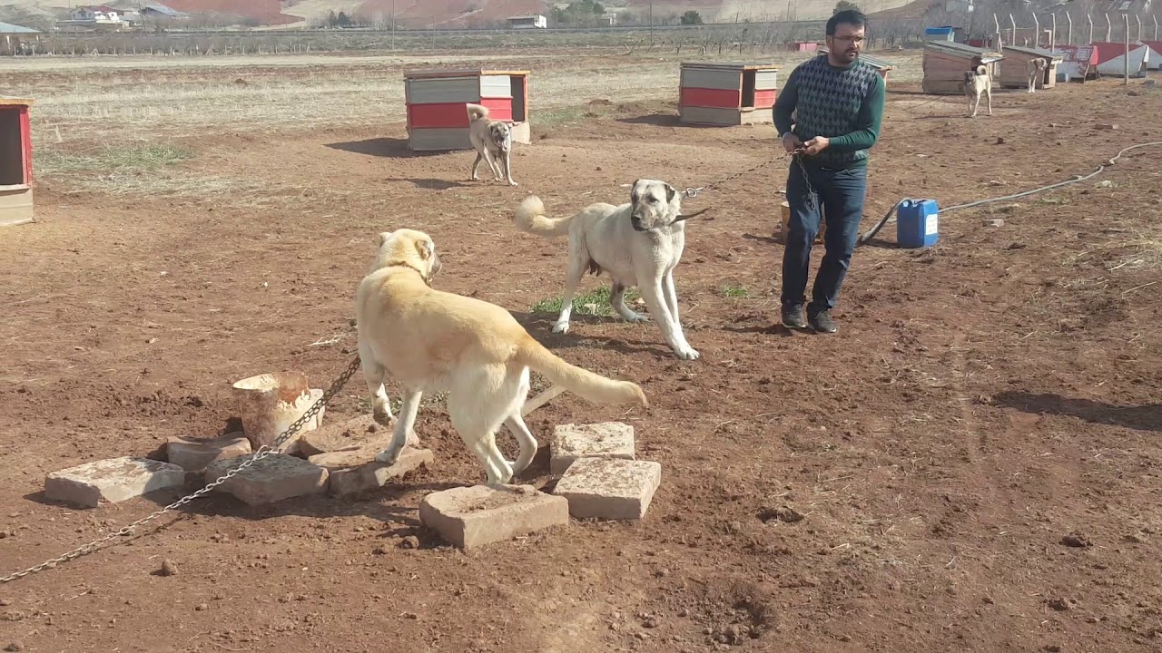 KANGAL SİVAS TURUVA KANGAL CİFLİĞİ CAHİT AKGÜL ((((05464979558)))))