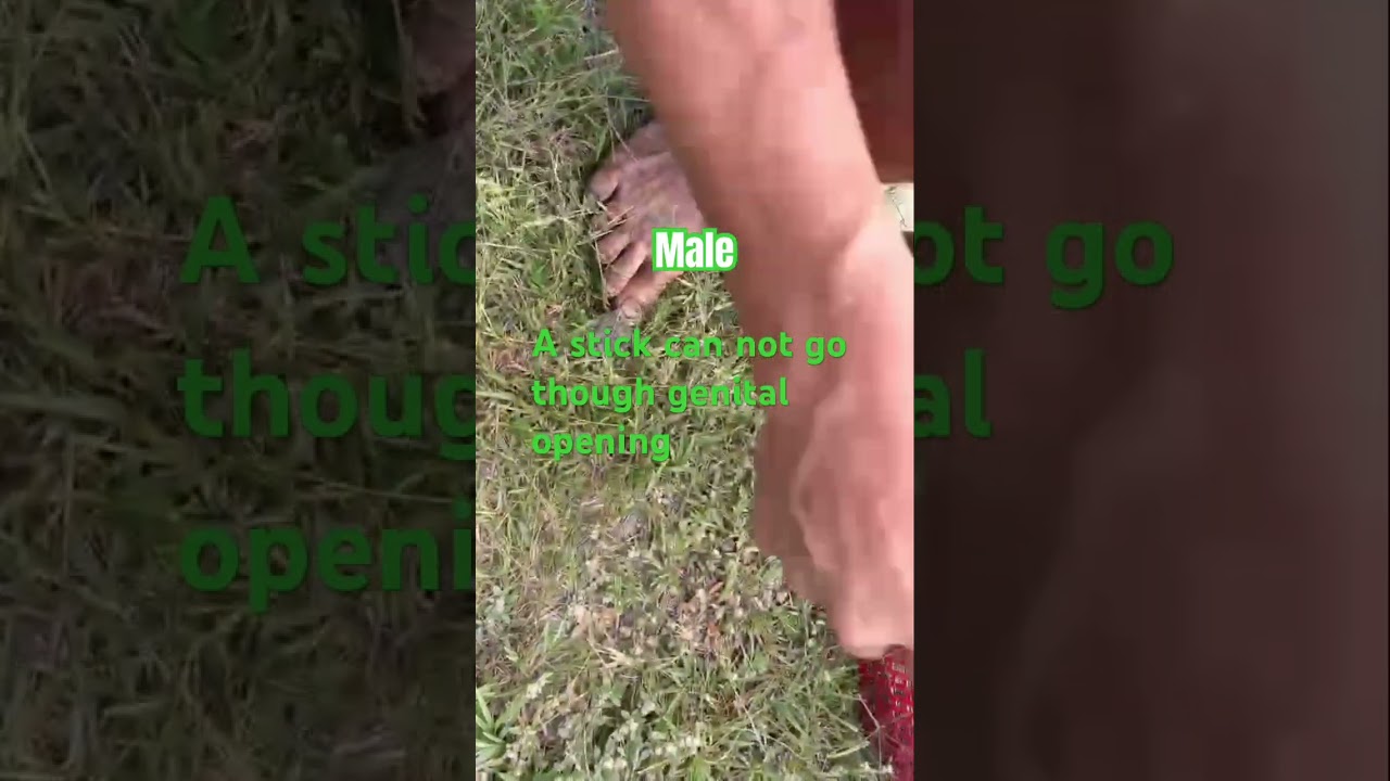 How to distinguish male of snakehead #fish #farm #snakehead #c&aacute; l&oacute;c