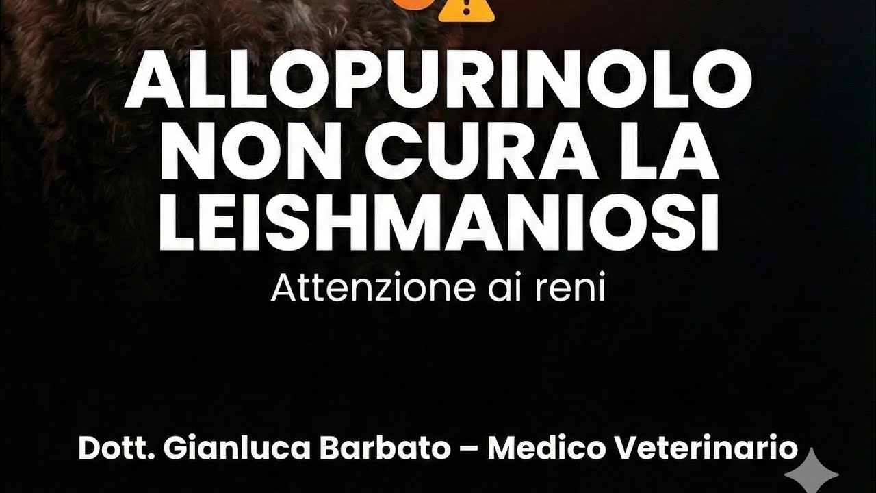 Perché l’allopurinolo NON cura la leishmaniosi (e i rischi renali) 