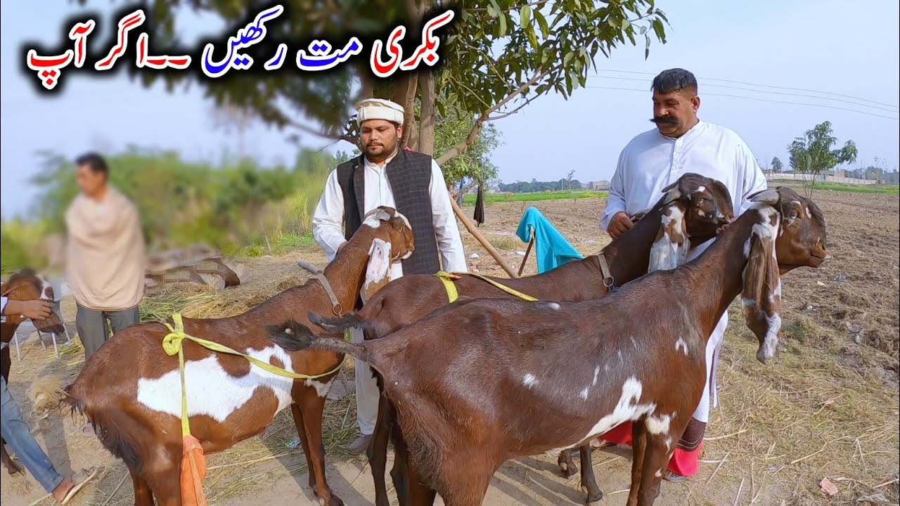 Big Size Beetal Goats Of Imran Bhai - Goat Farming Buisness