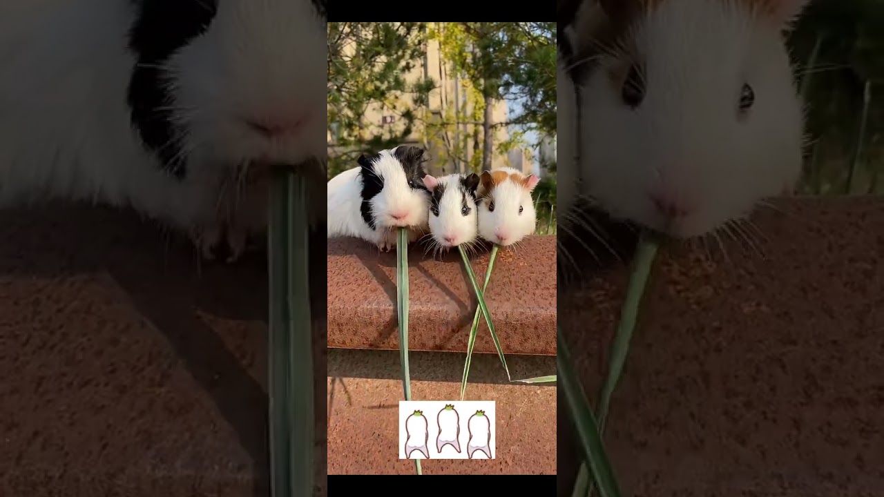 宠物视频 Cute Pet Eating Broadcast Collection, Healing Series, Easy, Pet, Video