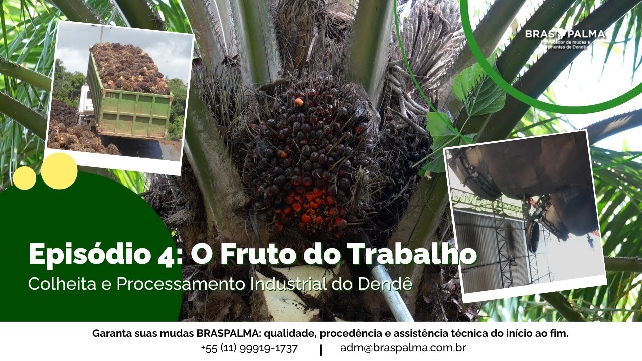 O Fruto do Trabalho: Colheita e Processamento Industrial do Dendê