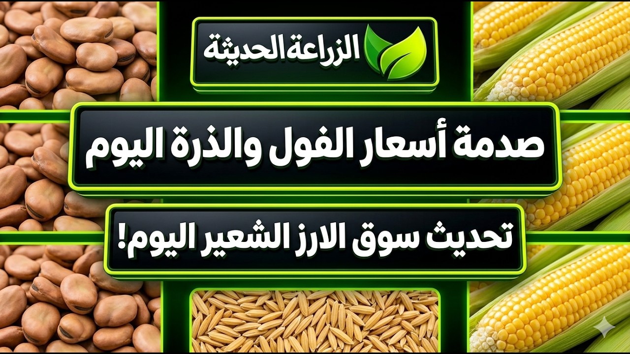 🌾 Shocking prices for beans and corn today &ndash; Rice and barley market update today!