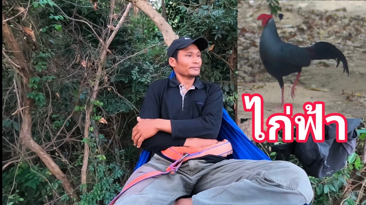 นอนป่าดิบ อยู่กับธรรมชาติหน้าแล้ง🌳🌲และสัตว์ป่านานาชนิด🐒🦣🐈‍⬛🐿️🦉🦜🐓29/02/67