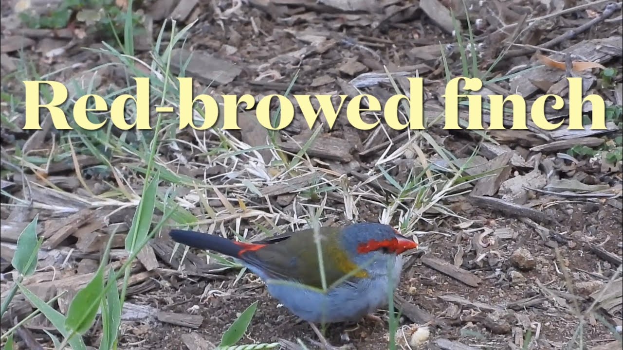 Red-browed finch 