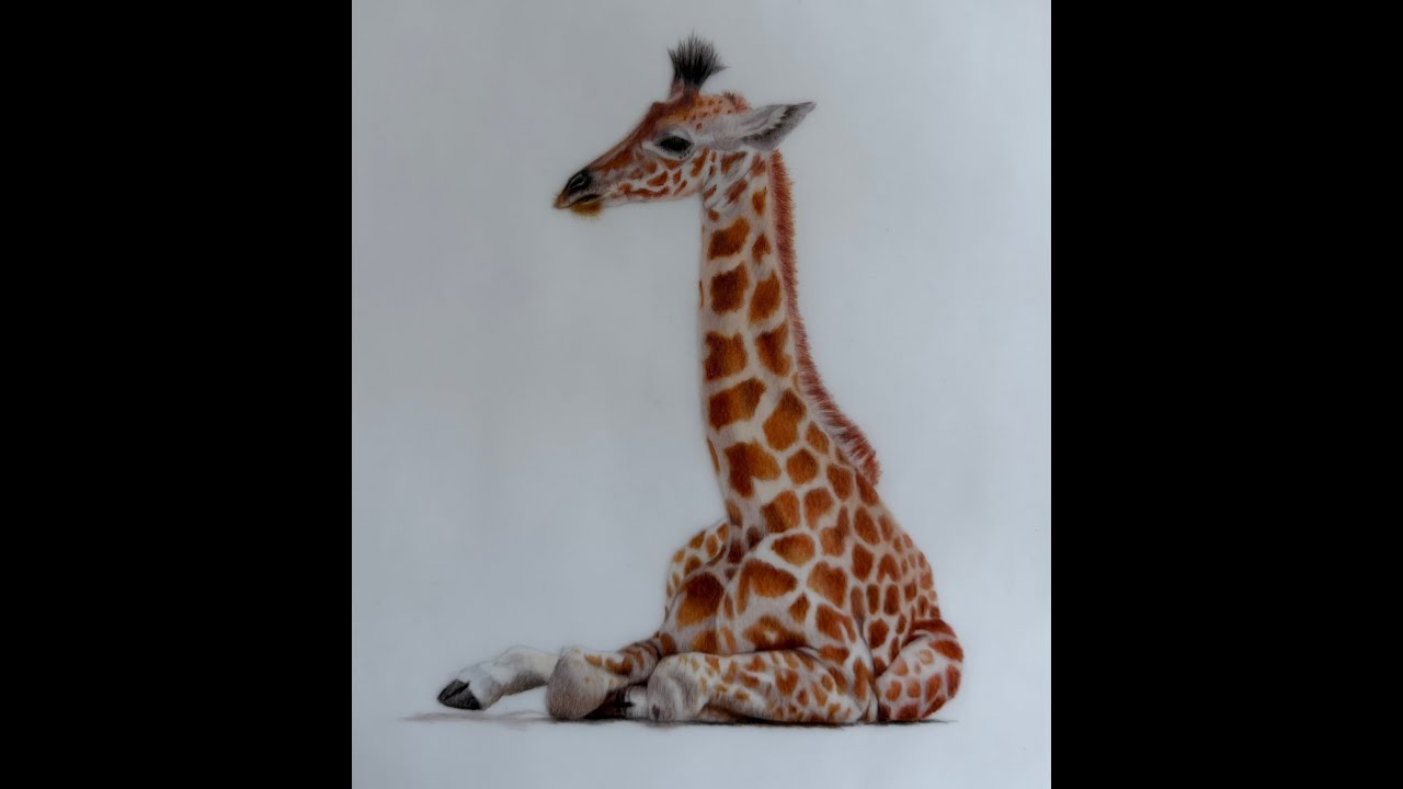 A drawing of a giraffe, Pt 3