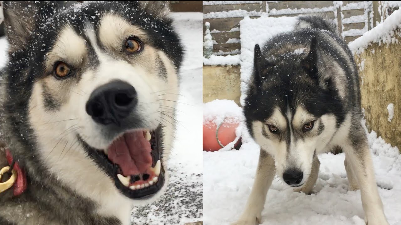 Snow Makes This Husky Go CRAZY!