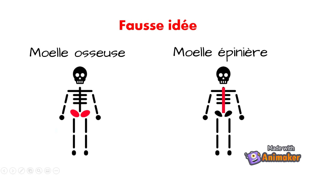 1 : La moelle osseuse, son fonctionnement et son utilit&eacute;