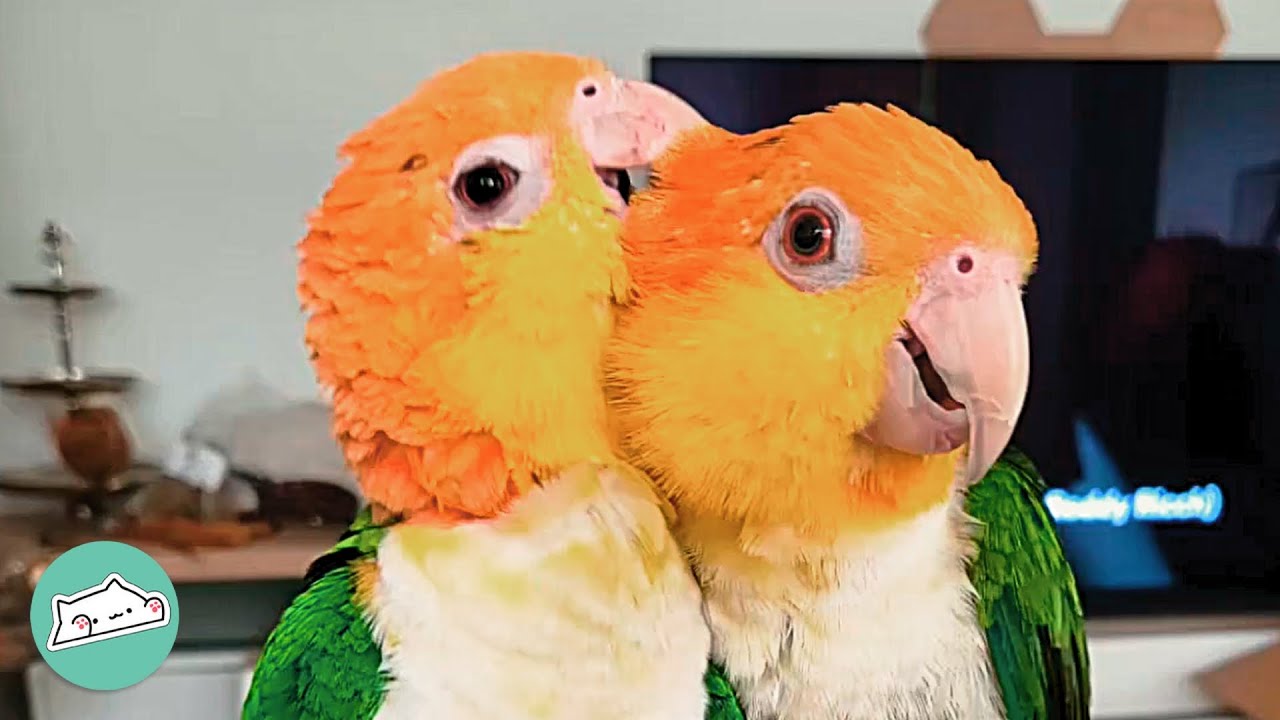 Polar Opposite Parrots Become Family's Most Adorable Challenge | Cuddle Buddies