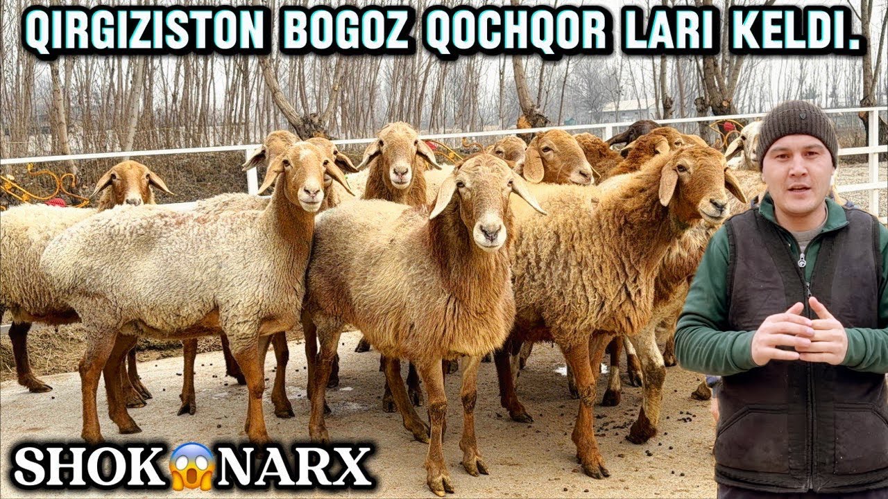 😱 2.500 ming BARRA .5 .milon ONA BOLA .😱QIRGIZ ARASHAN BOGOZLARI KRLDI.