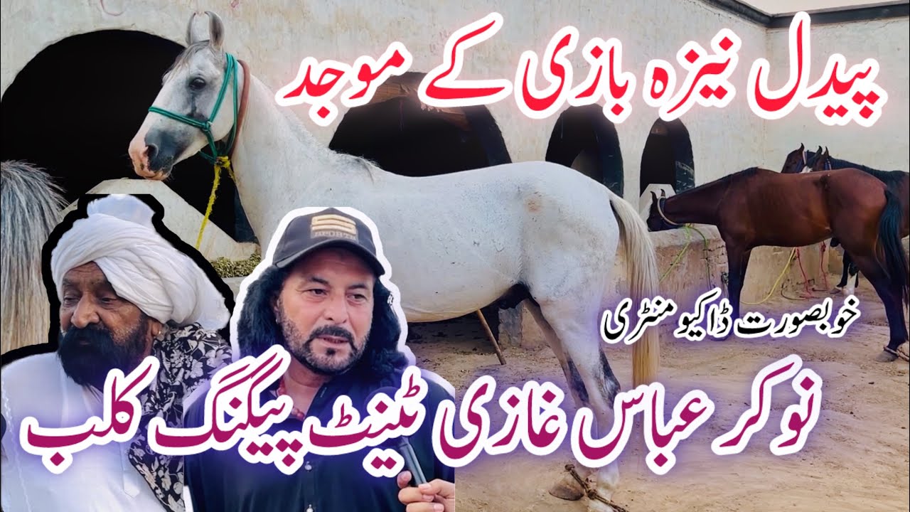 Best Horse Riders || Very Beautiful Stud Farm at Sahiwal
