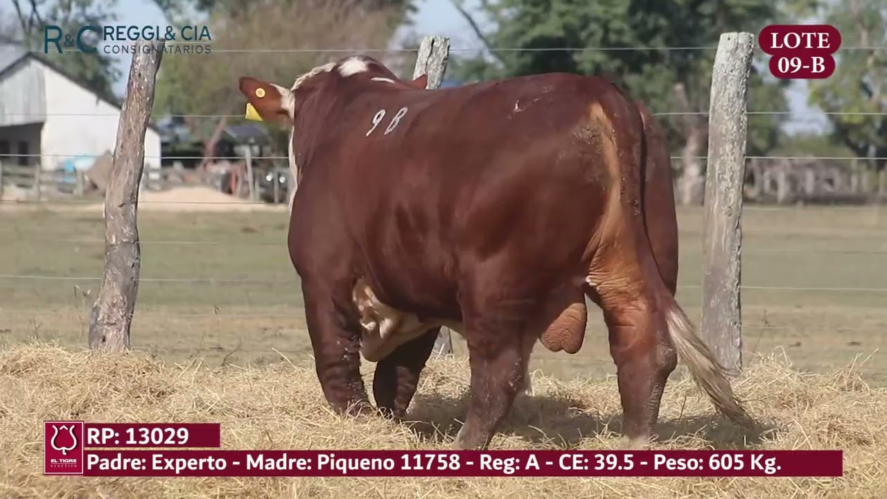 LOTE 09B