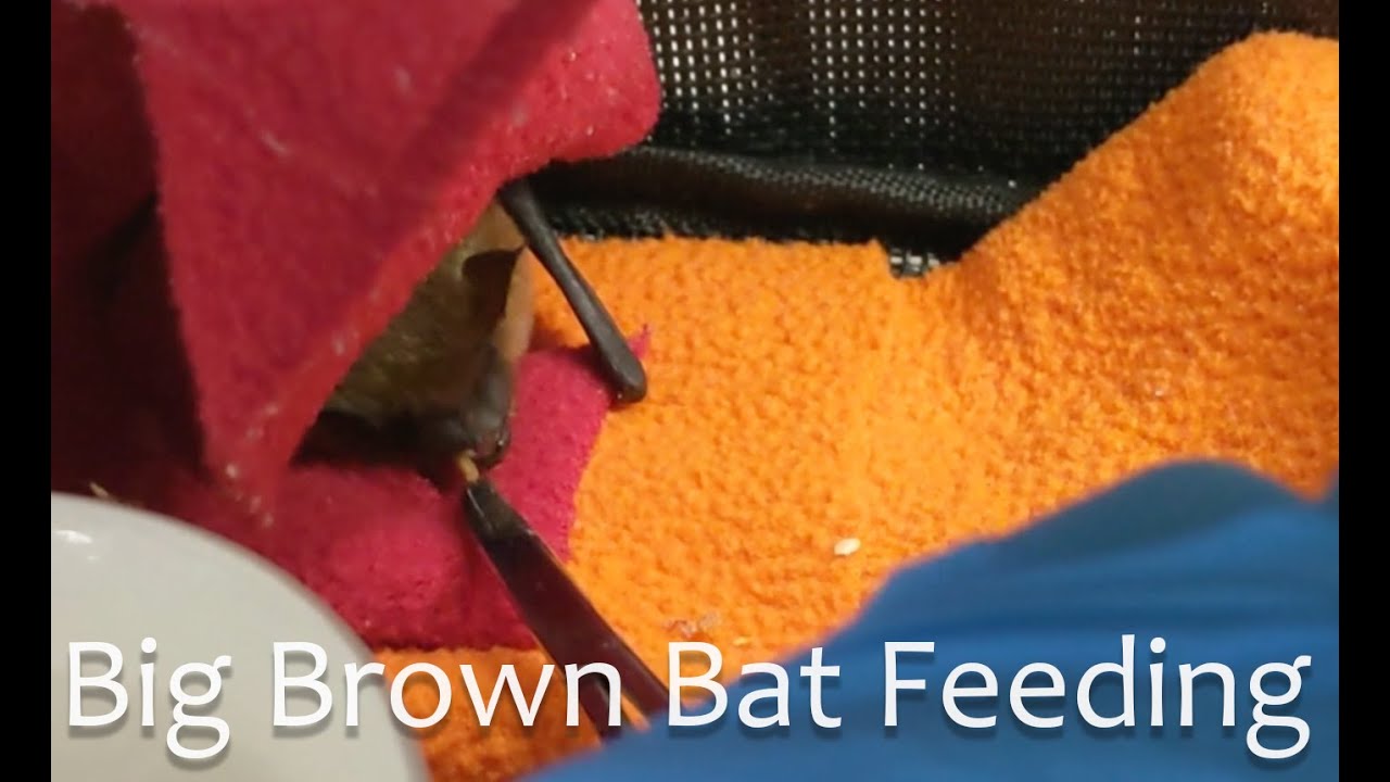 Big Brown Bat Feeding