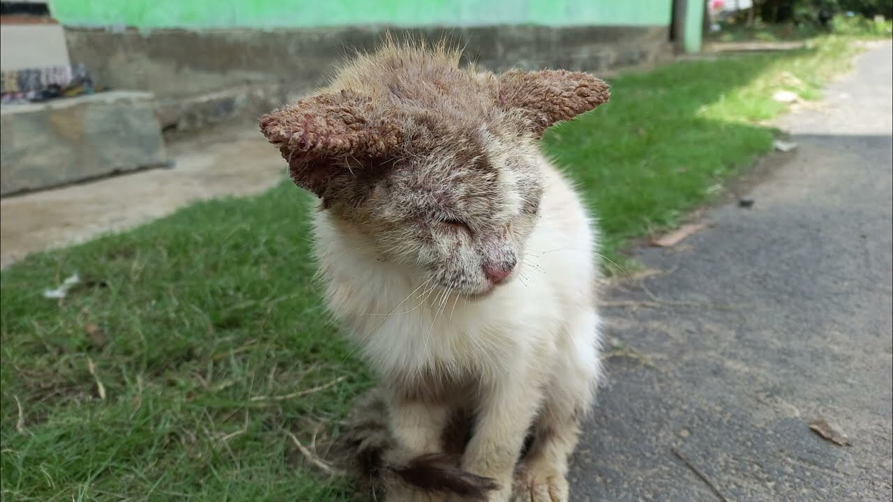 Cara Mengobati Scabies Kucing Sembuh dalam 10 Hari