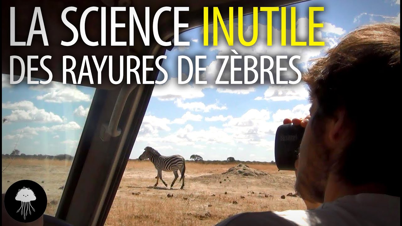 La science inutile des rayures de z&egrave;bres - DBY #15
