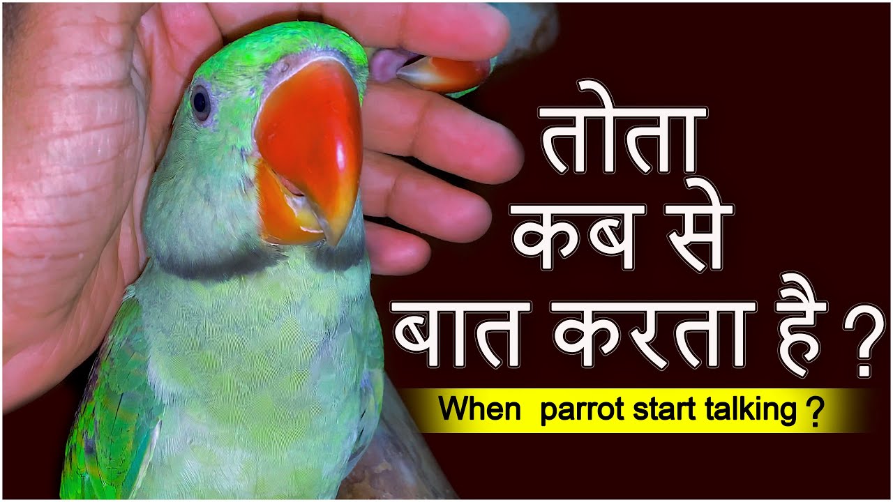 तोता बात कबसे करता हैं ? When does a parrot start talking ? Vutu Talking Parrot