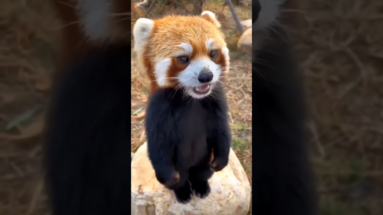 🍎Красная панда #cute