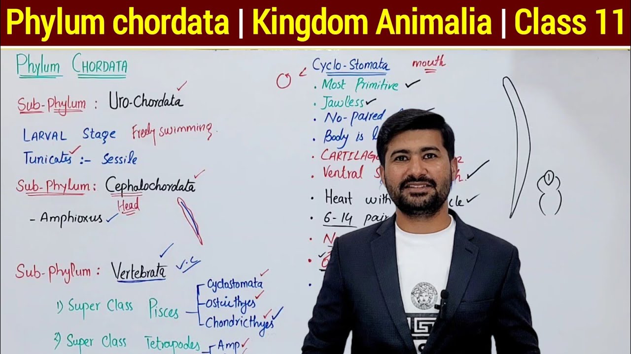Phylum Chordata (classification + Characteristics) Class 11 Biology in URDU/Hindi 2023