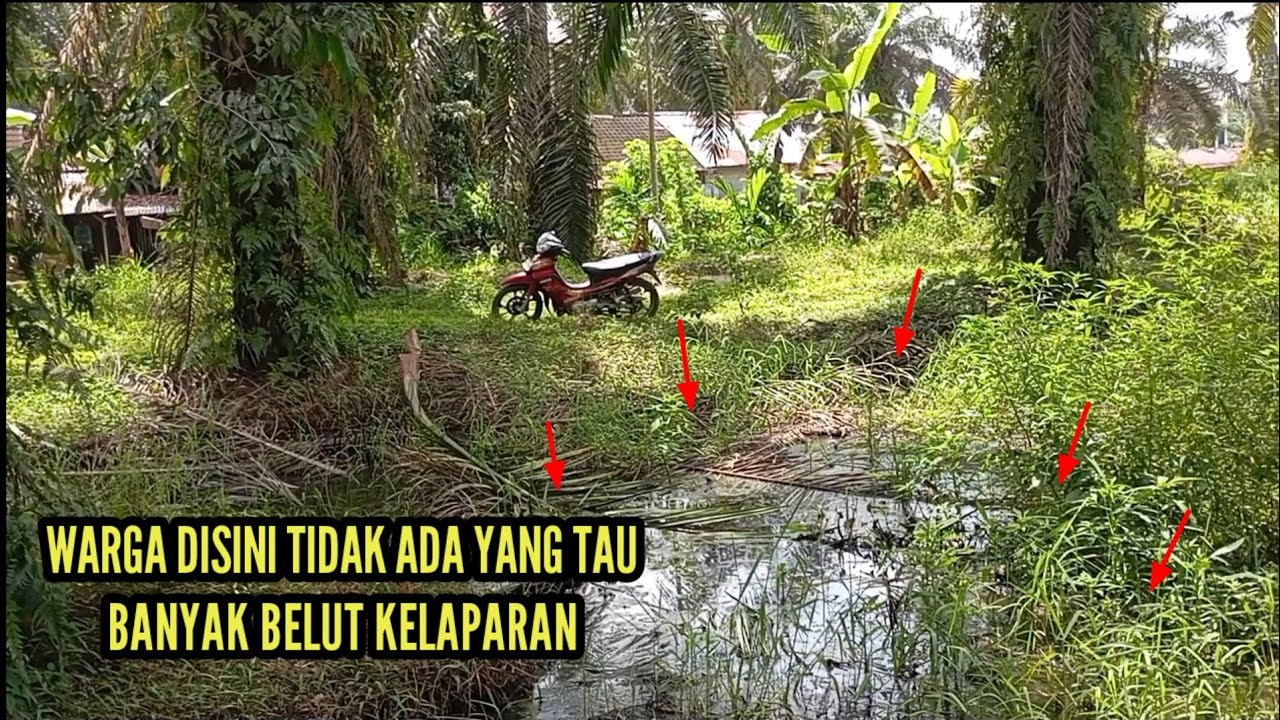 WARGA DISINI TIDAK TAU DI BELAKANG RUMAH BANYAK BELUT BESARNYA