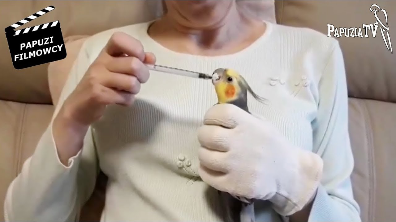 Jak zminimalizować stres przy łapaniu papugi