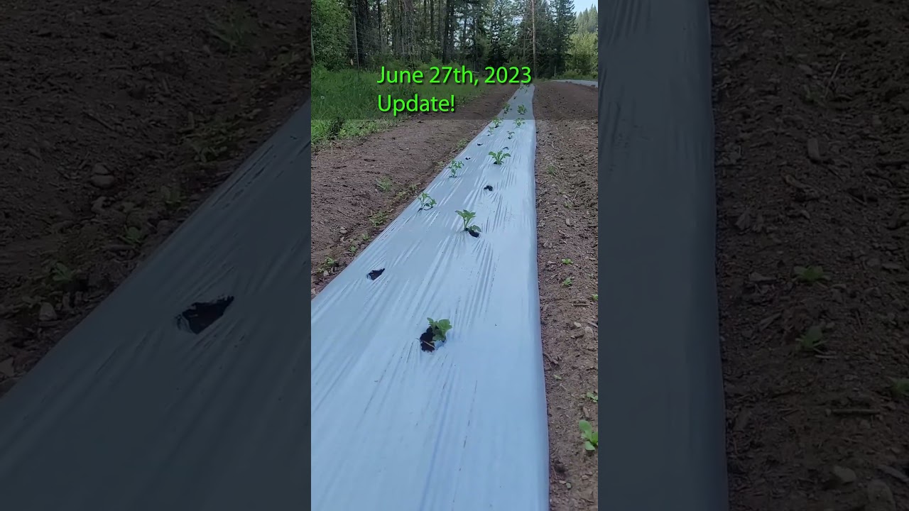 Potato Weed Control without Roundup update 6/27/2023