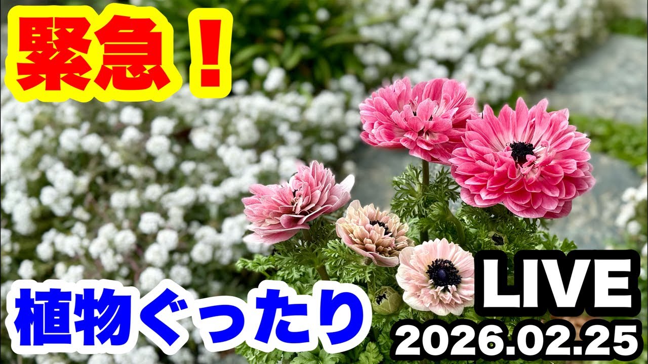 ◆気候の変化で『植物ぐったり…』緊急LIVE！