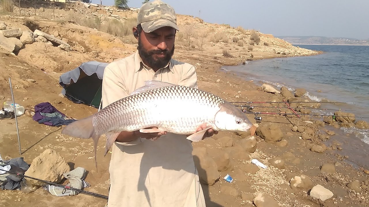 Mrigal Carp fishing|| narain|| mori|| Mangla boting club Mangla Dam Fishing Muhammad Saad