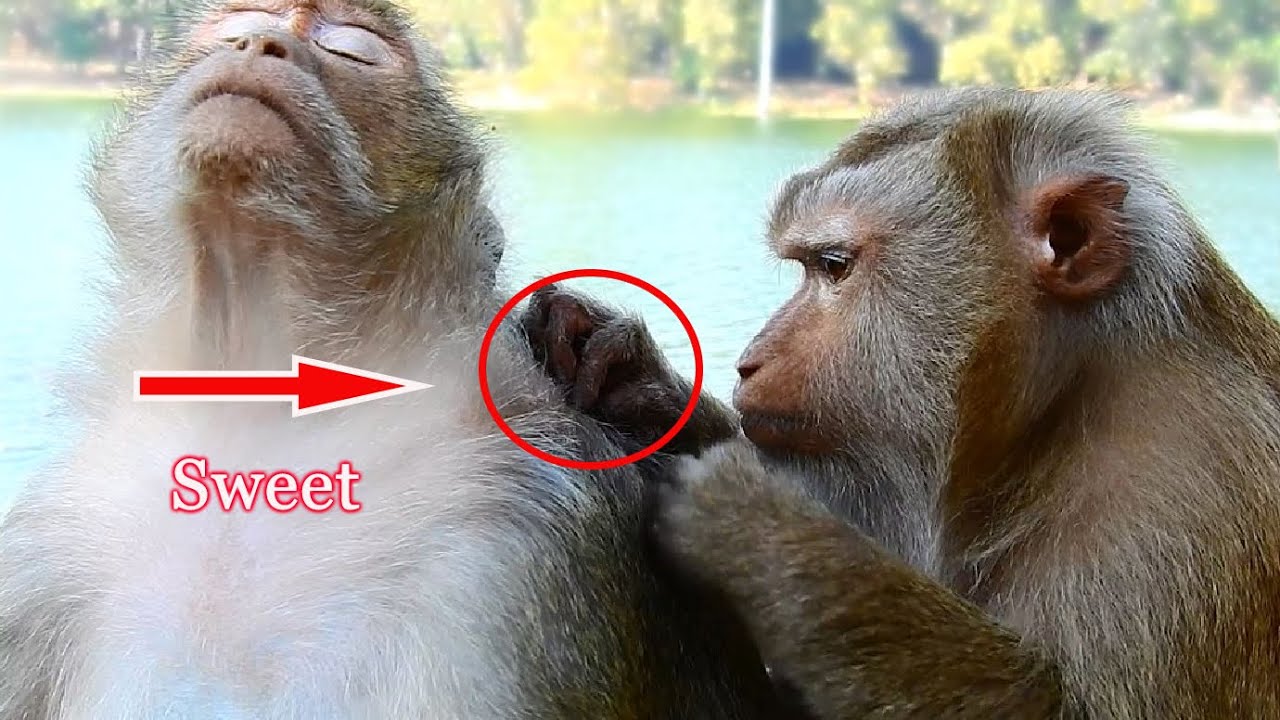 Very Cute Big Thara Monkey Got Best Grooming And Finding Lice From Big Pigtail Monkey