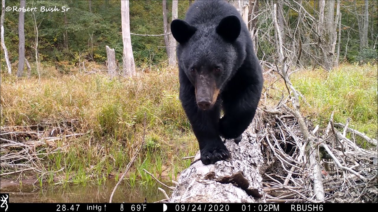 Some of the Pennsylvania Black Bears I've Captured over the years            2014 / 2020