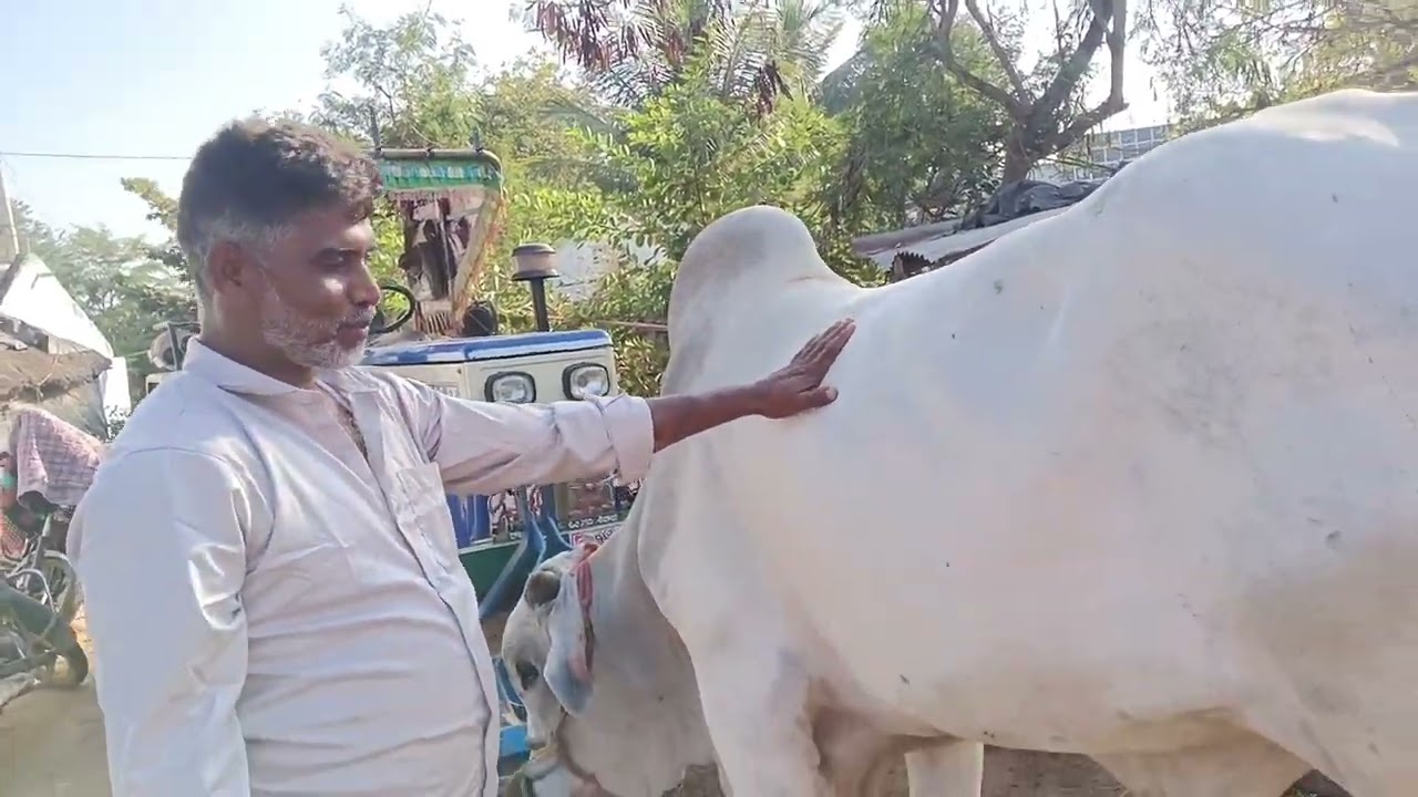 Part:-2మా కొడుదుడకు జత తెచ్చాం చూడండి పందెం కూడా ఆడబోతున్నాం మా కొడుదాడ ఎలా ఉందో చూడండి