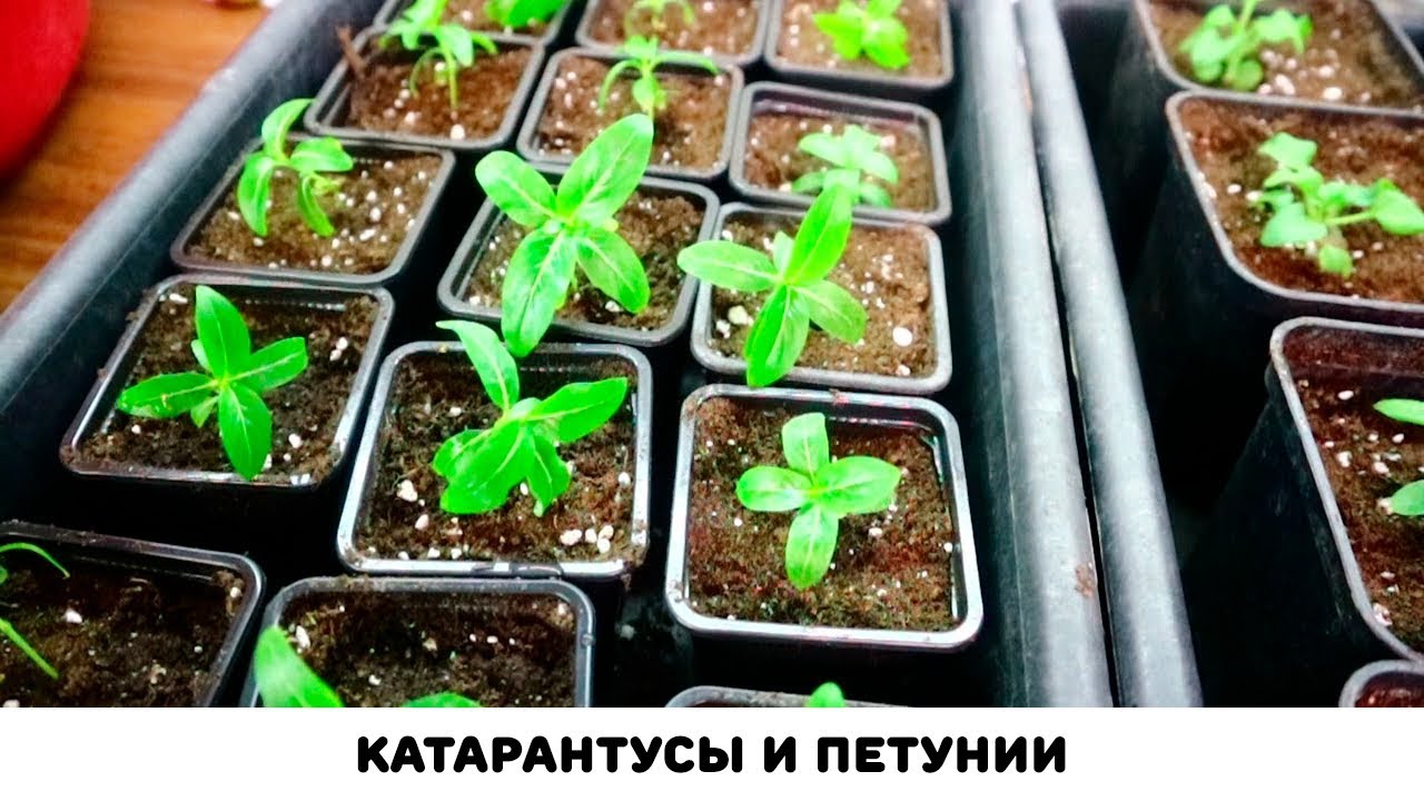 Пикировка петунии и катарантусов, как и когда пикировать рассаду после всходов⚠️