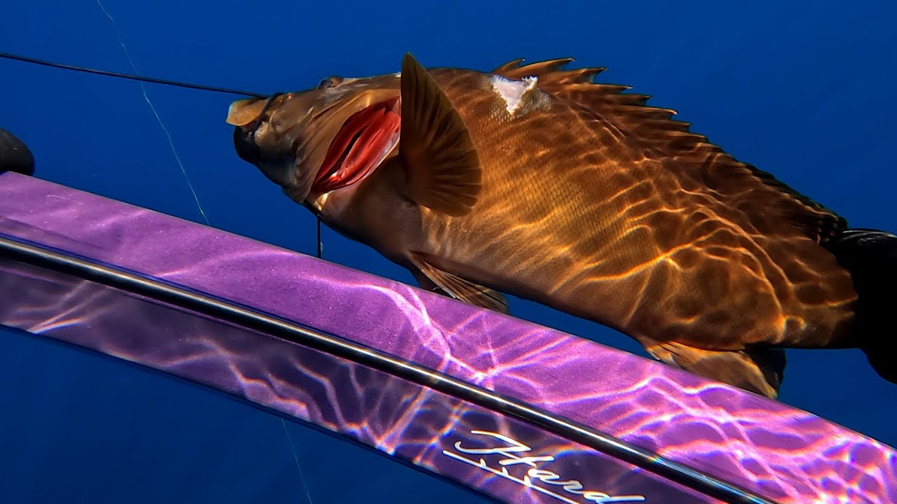 Στήρα στα 8μ ! Shallow Goldblotch Grouper!