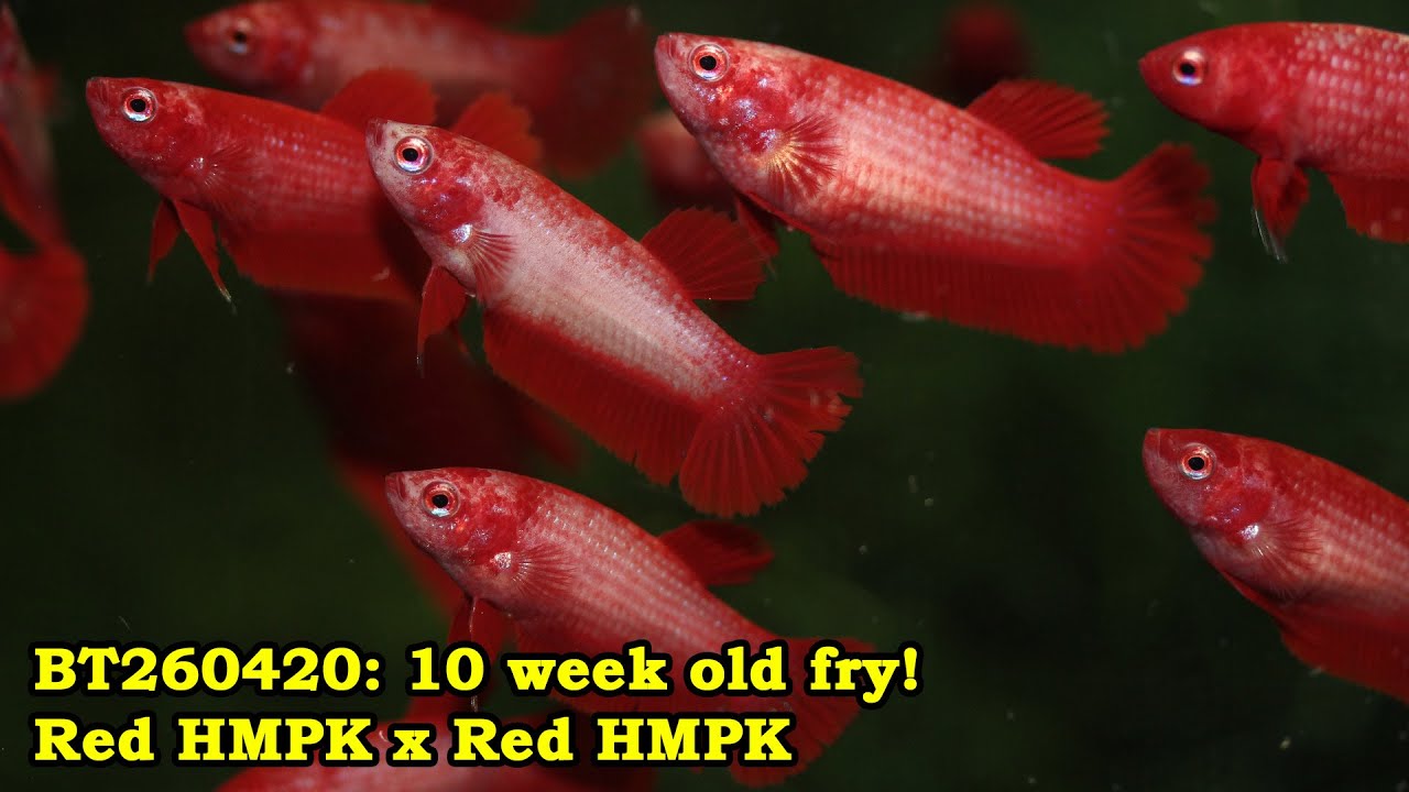 BT260420: Red HMPK x Red HMPK - 10 week old fry!