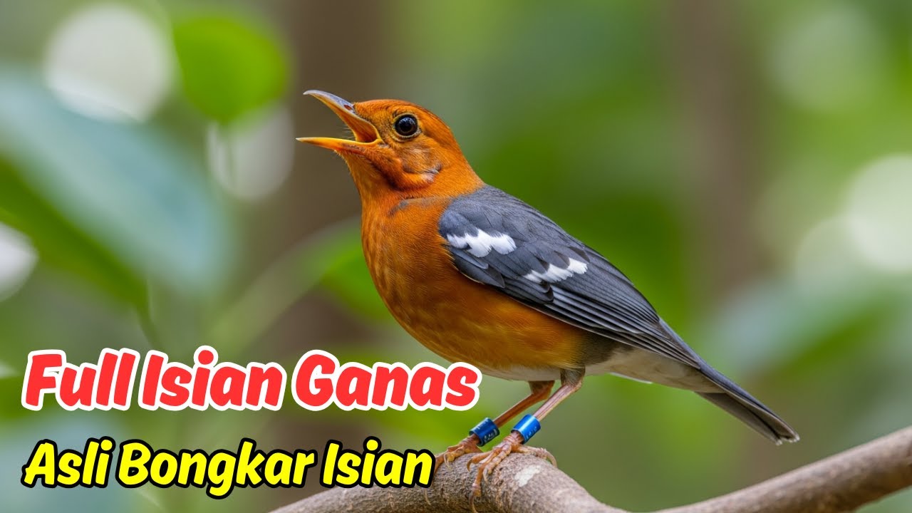 Cara Mengatasi Anis Merah Ngeplong dengan Terapi Suara