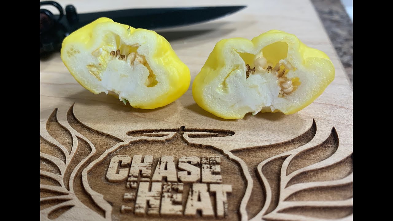 POD REVIEW....Khangstarr Lemon Starrburst....everyone should be growing these! Boom!