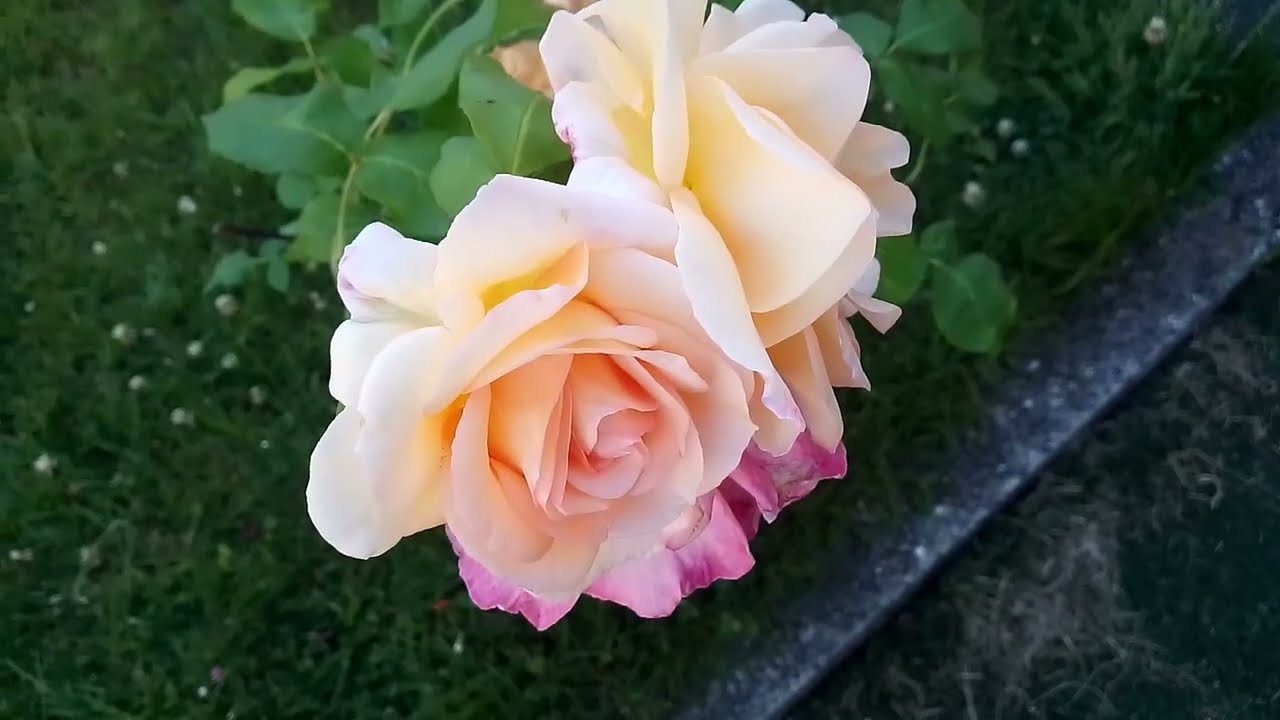 Dec 2025 -  Garden in peak bloom