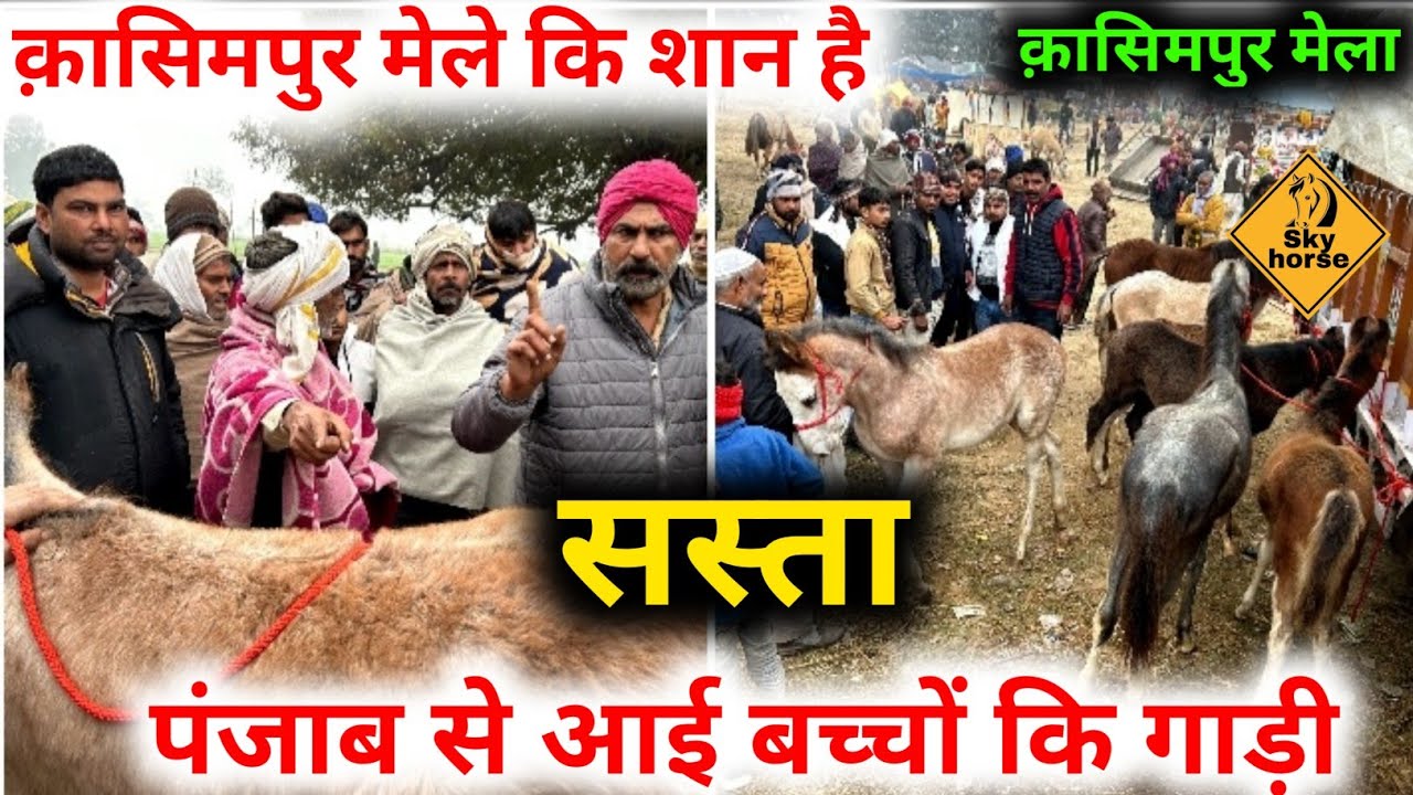 मेले में घोड़े के बच्चों की गाड़ी आते ही लगी भीड़ #Kasimpurghodamela2025