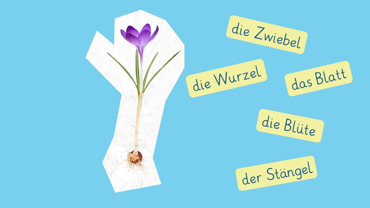 Frühblüher einfach erklärt | sofatutor