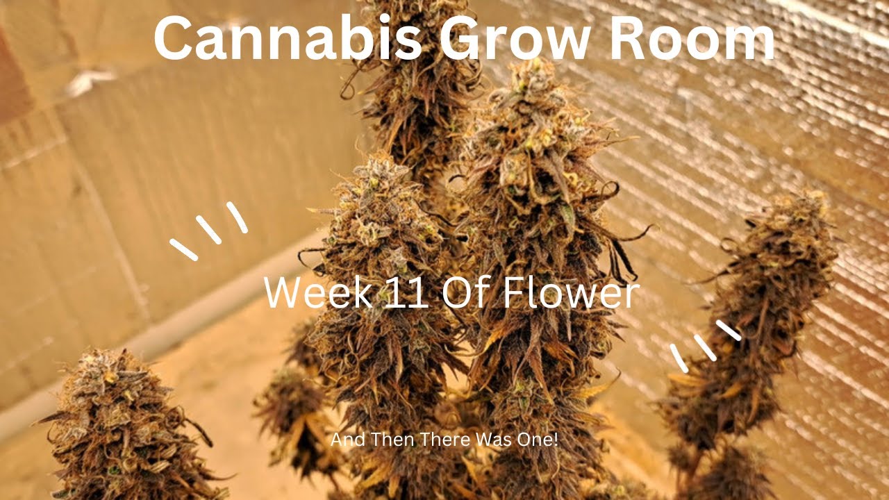 Cannabis Grow Room: Week 11 Of Flower!!!
