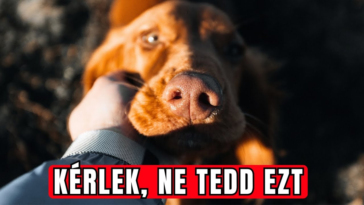 13 Dolog, amit a Kuty&aacute;k Ut&aacute;lnak, &eacute;s Azt K&iacute;v&aacute;nj&aacute;k, B&aacute;rcsak Abbahagyn&aacute;d