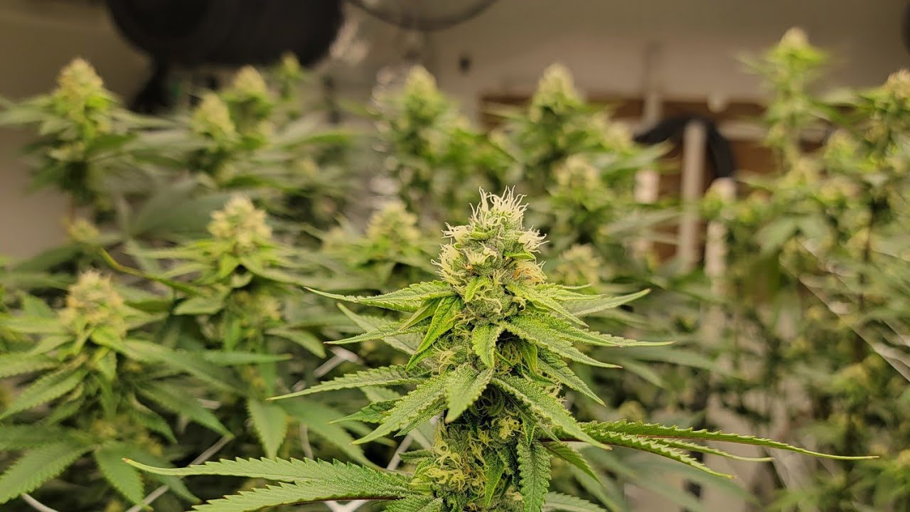 Indoor Coco Grow- Week 5 Flower, nutrients, feeding schedule, deficiencies