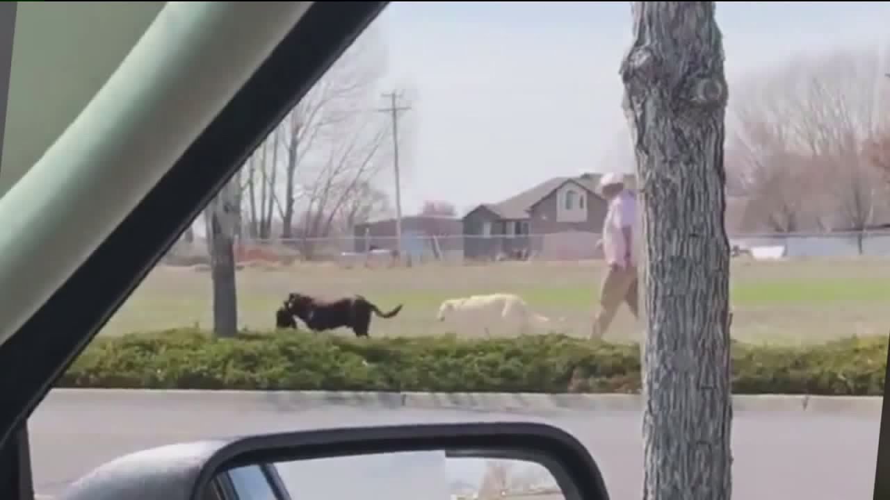 Woman reports dogs attacking, killing cat in Ogden