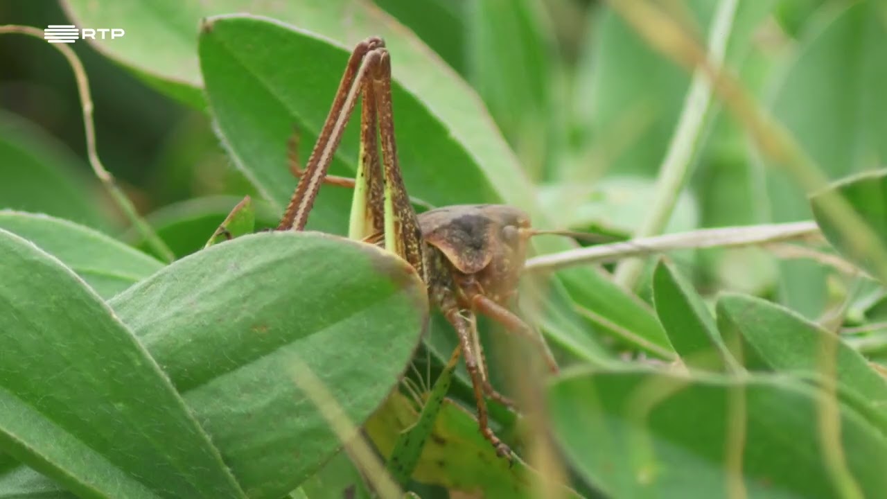 DOCUMENTÁRIO RTP - Portugal, uma História Natural - MADEIRA