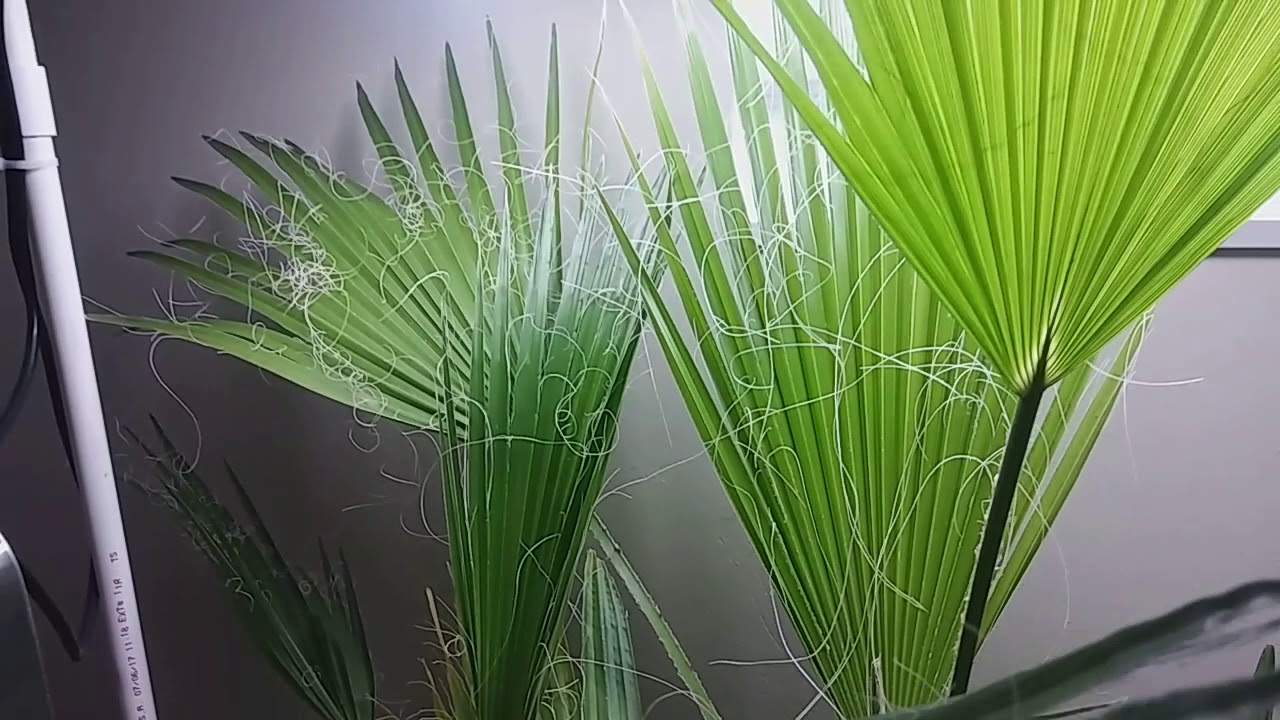 Washingtonia robusta - Thriving as an Indoor Plant